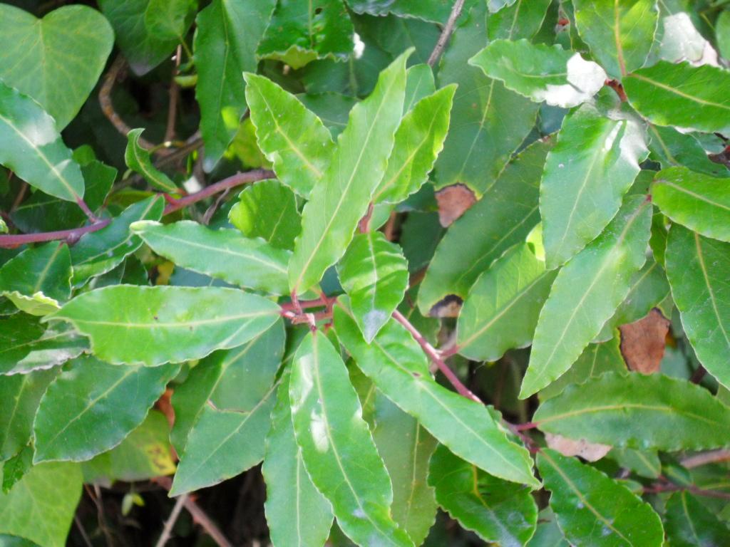 Bay laurel leaves