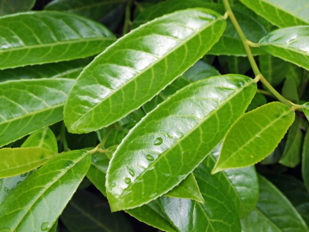 Glossy cherry laurel leaves