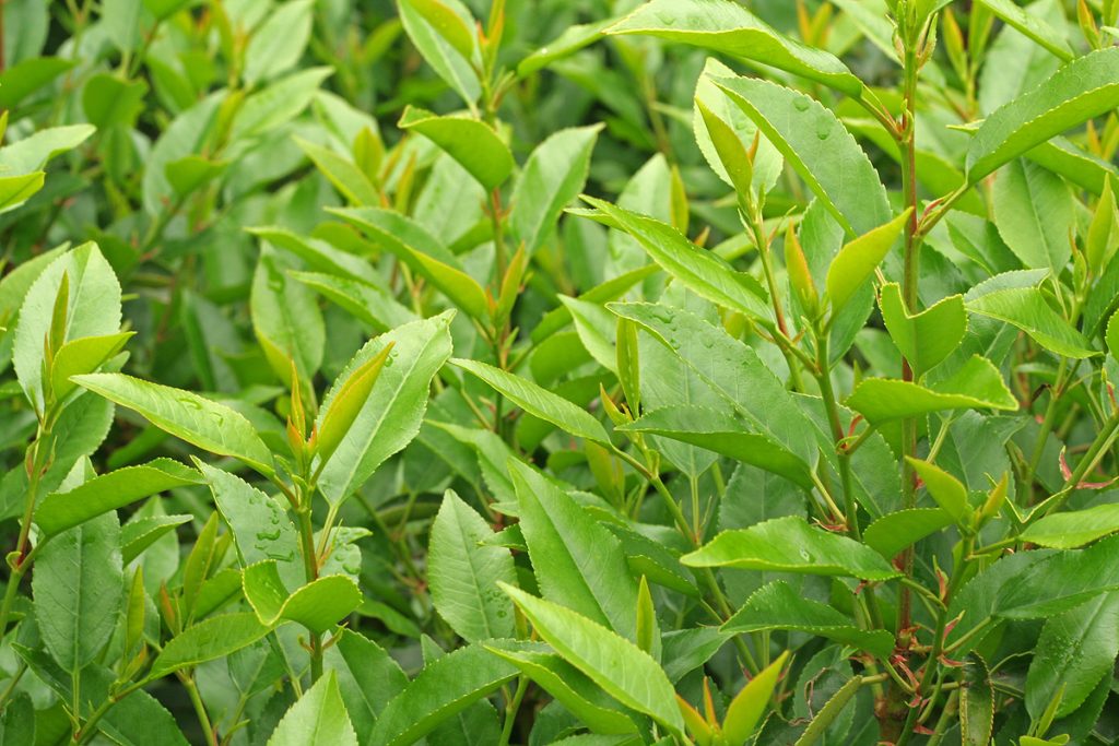Portuguese laurel foliage with red stems
